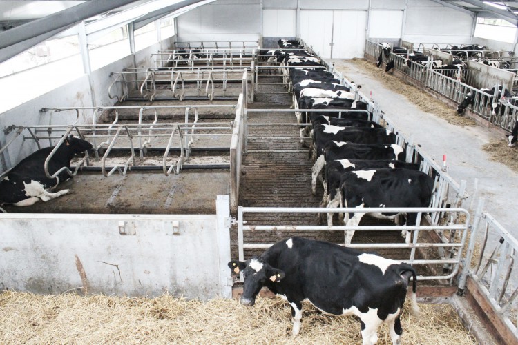 Disposi&ccedil;&atilde;o transversal